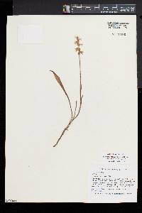 Spiranthes incurva image