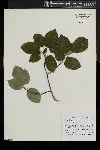 Amelanchier laevis image