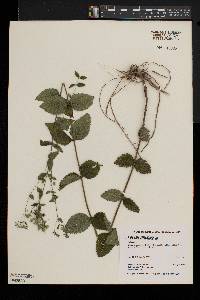 Eupatorium rotundifolium var. ovatum image