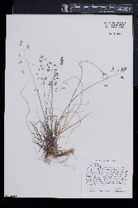 Poa cuspidata image