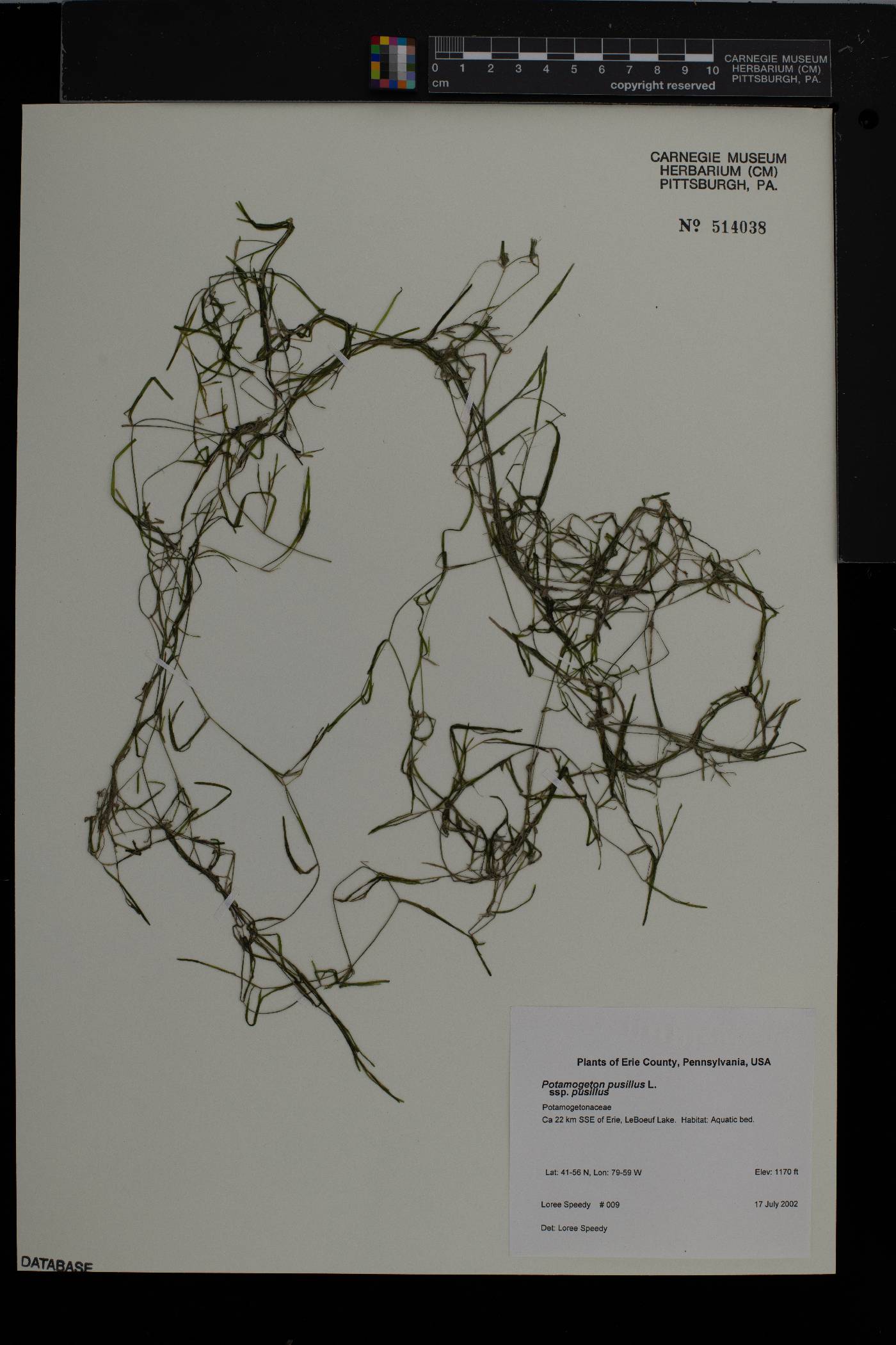 Potamogeton pusillus subsp. pusillus image