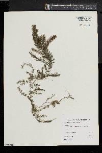 Ceratophyllum demersum image