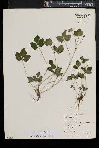 Potentilla indica image