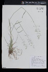 Poa sylvestris image