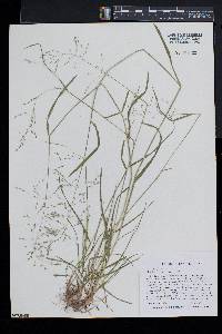 Poa trivialis image