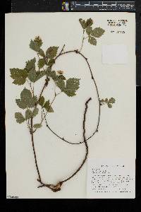 Rubus flagellaris image