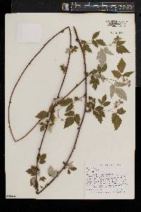 Rubus occidentalis image