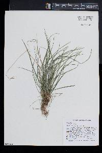 Poa sylvestris image