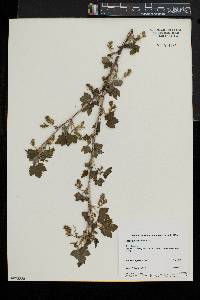 Ribes americanum image