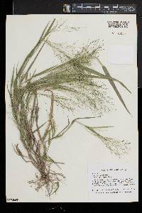 Panicum philadelphicum subsp. gattingeri image