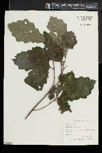 Quercus prinoides image