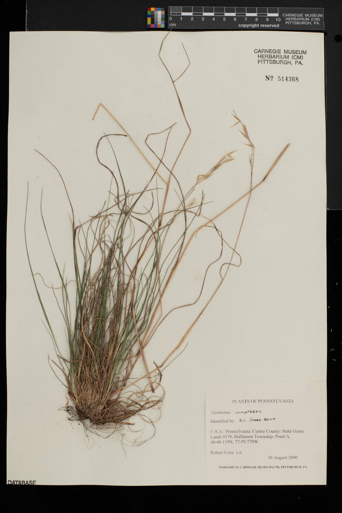 Danthonia compressa image