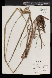 Carex comosa image