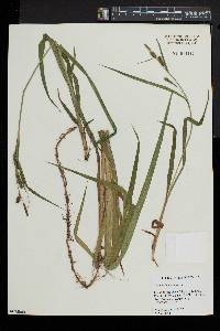 Carex scabrata image