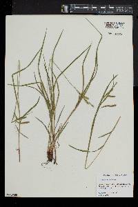 Carex prasina image