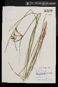 Carex crinita var. crinita image