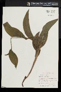 Cypripedium parviflorum var. pubescens image