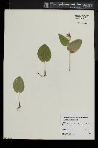 Maianthemum canadense image