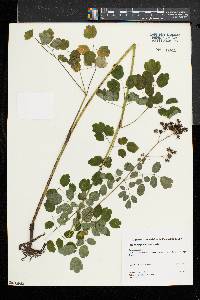 Thalictrum pubescens image