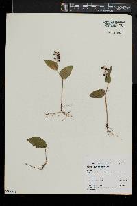 Maianthemum canadense image