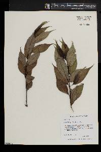 Salix lucida image