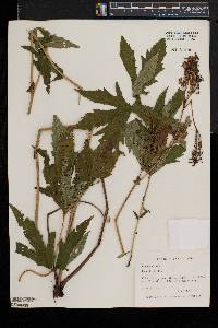 Filipendula rubra image