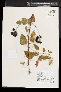 Smilax herbacea image