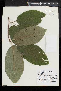 Magnolia acuminata image