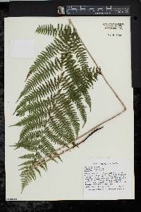 Athyrium filix-femina var. asplenioides image