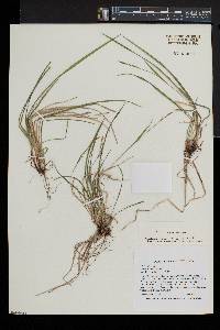 Carex gracilescens image