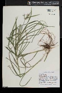 Scirpus polyphyllus image