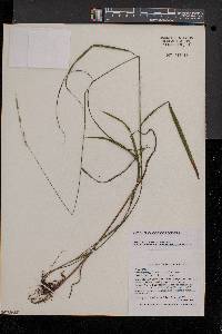 Bromus pubescens image