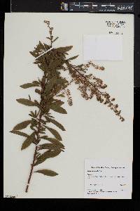 Spiraea alba image