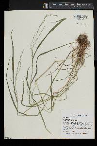 Festuca subverticillata image