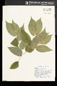 Prosartes lanuginosa image