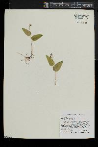 Maianthemum canadense image