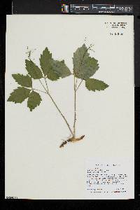 Cardamine diphylla image