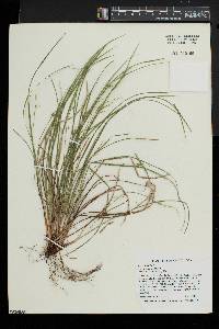 Carex jamesii image