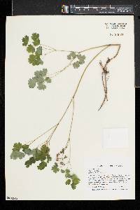 Thalictrum dioicum image