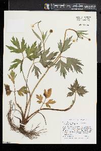 Ranunculus hispidus var. caricetorum image