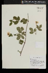 Rubus flagellaris image