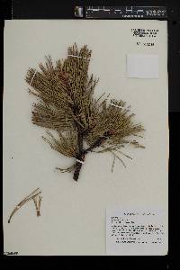 Pinus rigida image