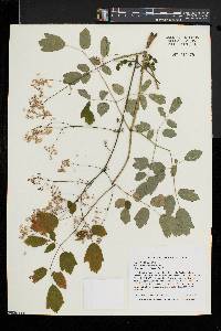 Thalictrum pubescens image