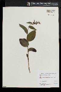 Epipactis helleborine image