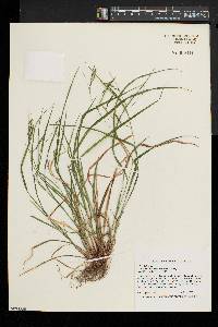 Carex debilis var. rudgei image