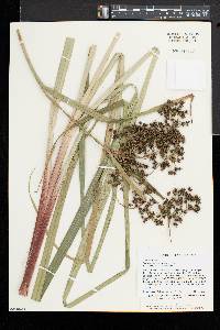 Scirpus expansus image