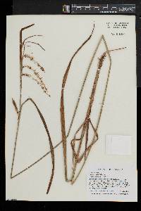 Carex gynandra image