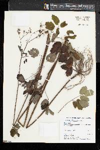 Thalictrum pubescens image