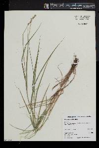 Carex projecta image