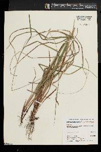 Carex debilis var. debilis image